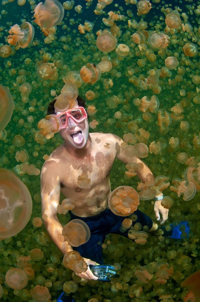 Jellyfish Lake In Pacific Archipelago Of Palau