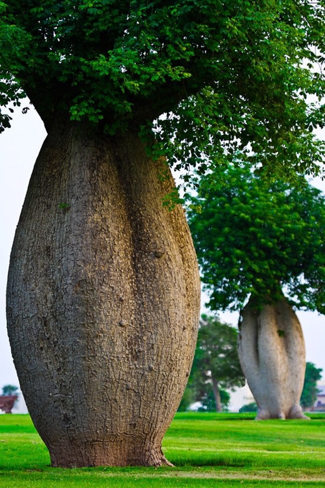 Toborochi Tree Aka Ceiba Speciosa - An Bottle Tree